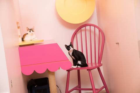 喵仔厝毛孩有限公司 - 