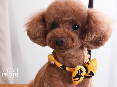 優奕數位科技 - 寵物攝影 優奕數位科技 - 寵物攝影