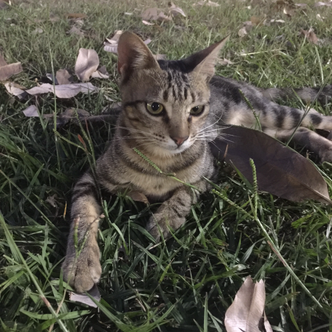 提供傢具貼皮服務的專家林小姐