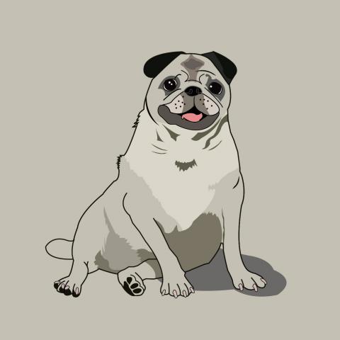 Roman - 我家的狗