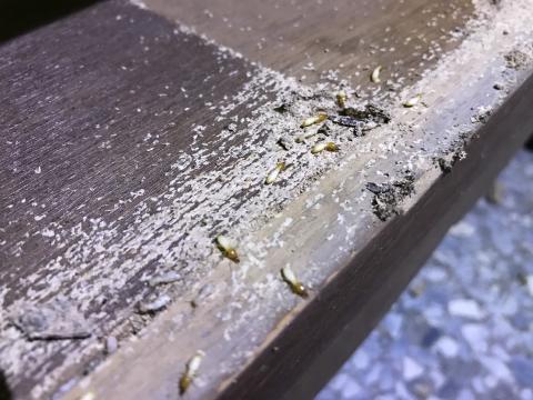 駿承專業除蟲有限公司 - 處理白蟻實況
