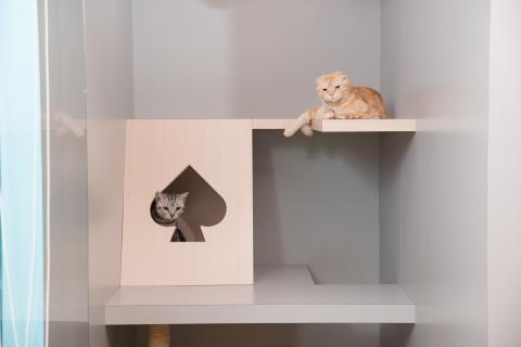 喵仔厝毛孩有限公司 - 