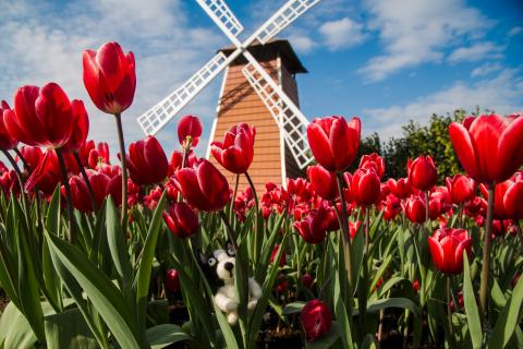 荒島有鹿影像工作室 - 羊毛氈情境照-5