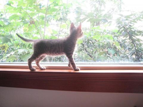 提供潤稿服務的專家好奇貓