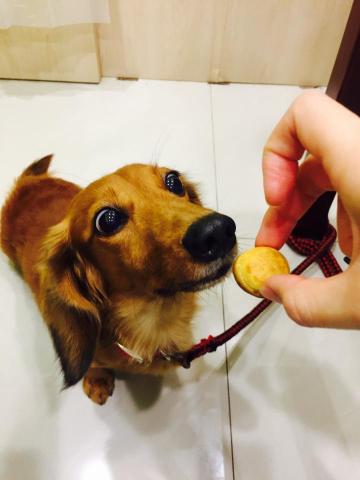 諾蛙工作室 NOWA Studio - 小Fu&Nora很愛狗～