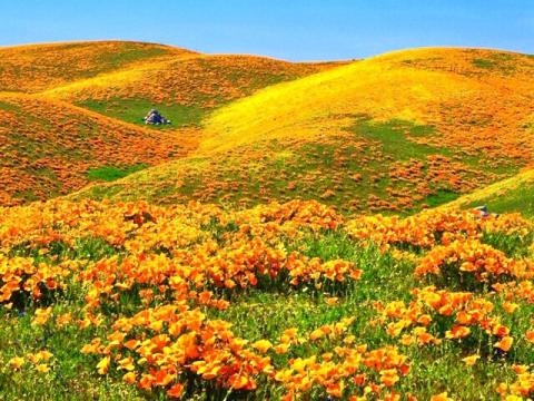 提供桌球服務的專家陳月明