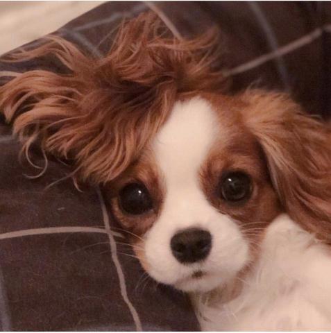 提供孫盛希服務的專家夏妍希