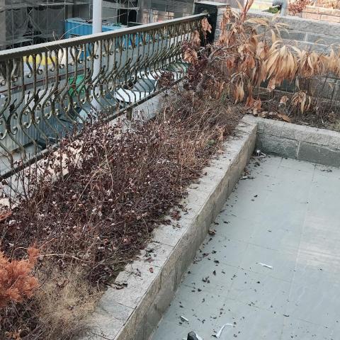 納飛工程 - 盆栽清理