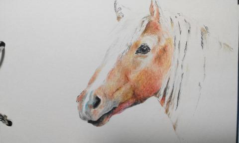 張舒晴 - 張舒晴-色鉛筆作品