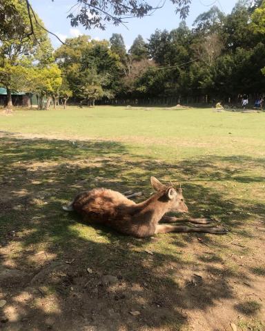 提供斷食一天服務的專家DD YEH