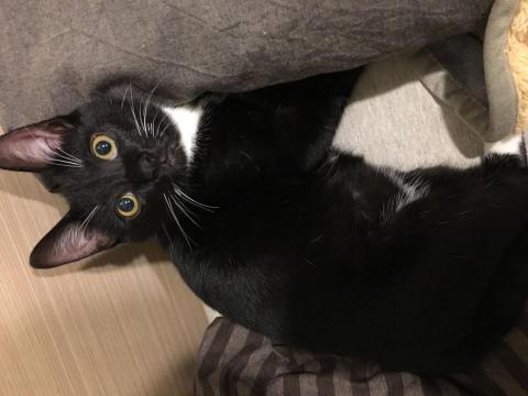 提供法文服務的專家羊羊AEKA