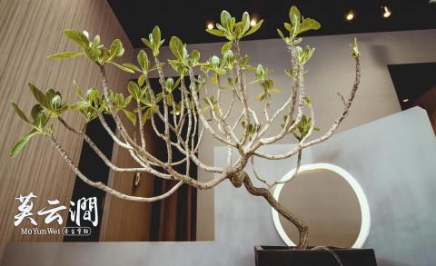 Sid studio - 商家形象照