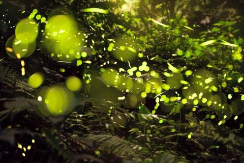 提供翻譯社期刊服務的專家Charlotte Lin