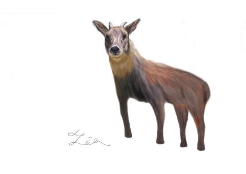 蔡馥伃 - 台灣山羊插畫