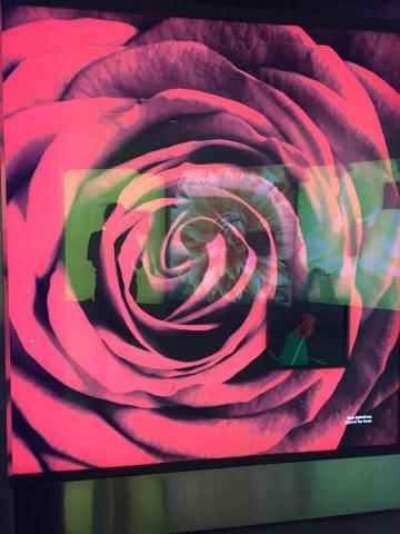 提供雅思服務的專家任芯妤