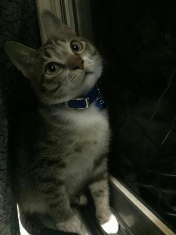 提供soho族收入服務的專家JosephChan