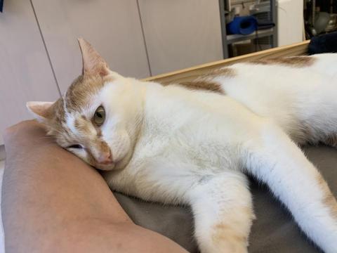 提供n3服務的專家kumo