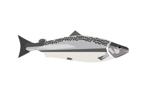 Yawai 個人工作室 - 向量圖素材插圖設計