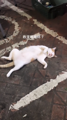 提供代練服務的專家米蟲當家