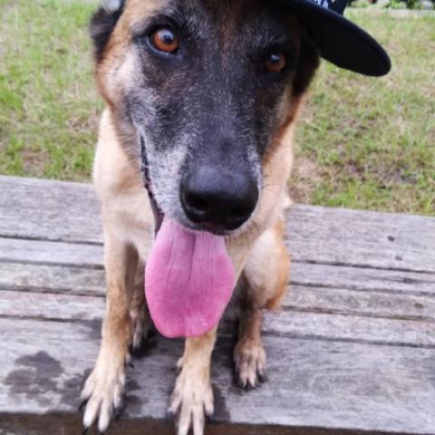 提供按讚攻擊服務的專家阿駿狗狗玩家