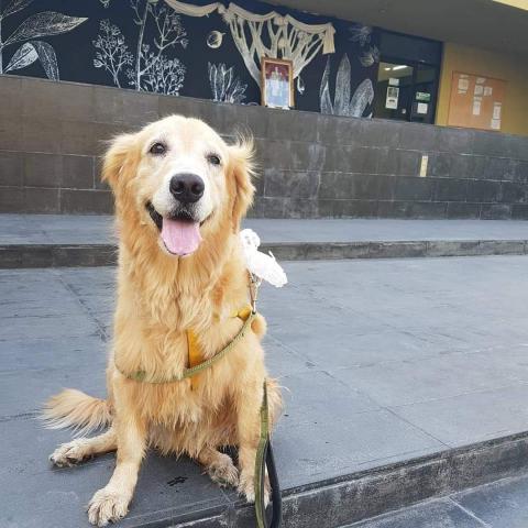 提供新店英文補習服務的專家王昱婷