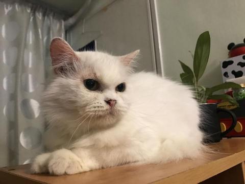 提供公關服務的專家Verna