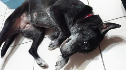 愛狗駒 - 家犬妹妹，飼養於家中，外出皆上牽繩與胸背