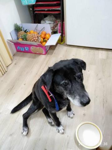 愛狗駒 - 對待愛犬如家人，過年一樣有紅包哦～