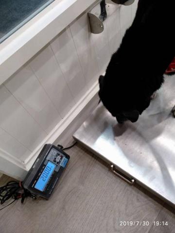 愛狗駒 - 因長期過敏問題，只要復發便立即帶去醫院，也會定期前往檢查