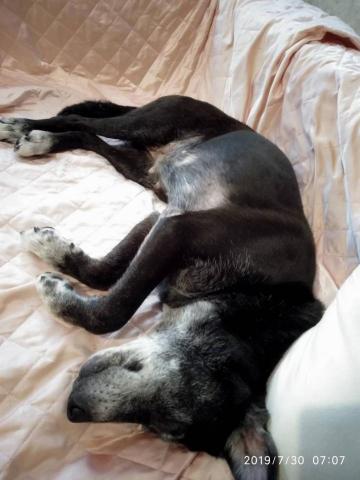 愛狗駒 - 鋪設保潔墊於沙發，給因年老而腿較無力的妹妹舒適的睡床，並定期清洗更換