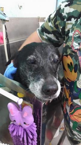 愛狗駒 - 每周一至二次的洗澡，給專業寵物美容師處理