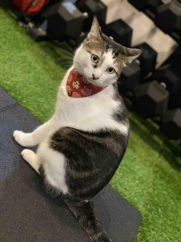 YuuSii.L _Debbie - 台中工作室的貓咪