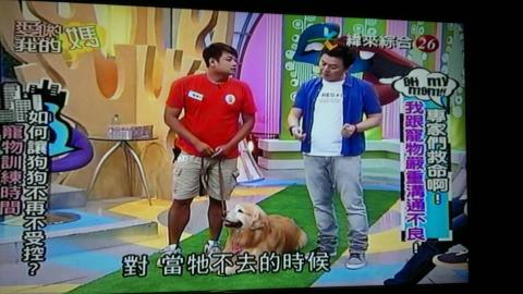 明星愛犬訓練學校 -  明星愛犬訓練學校 -