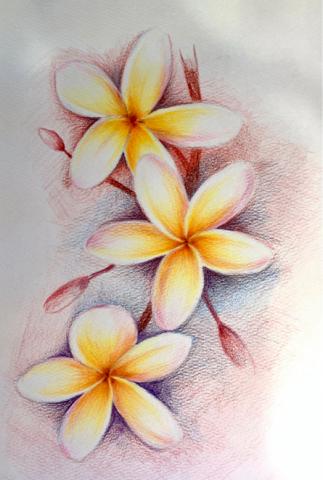 田米娜畫室 - 學生作品-色鉛筆