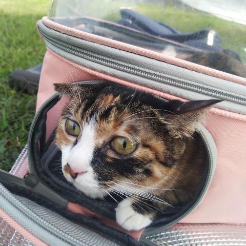 提供寫文章服務的專家劉芸蓉