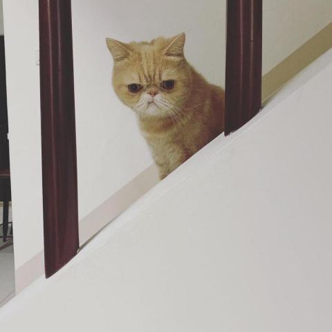 提供寄養服務的專家Justine