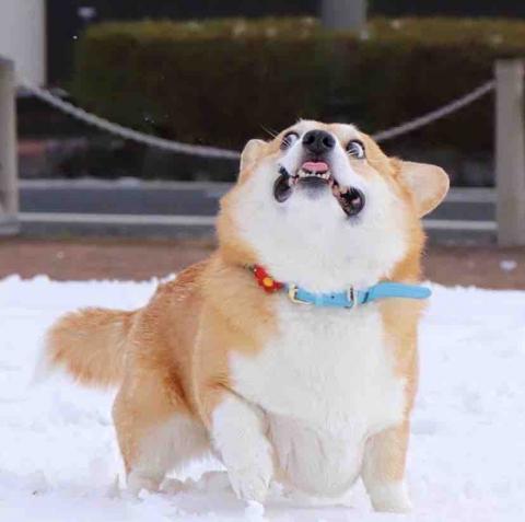 提供導遊服務的專家翻譯唄