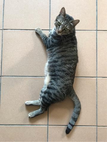 渡頭仔青年工作室 - 寵物服務