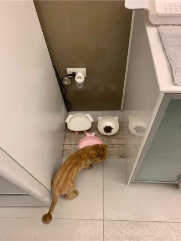 布萊頓環衛 -  布萊頓環衛 -