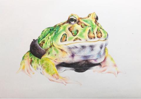 Ching.art - 手繪-媒材色鉛筆