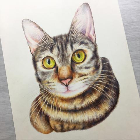 Ching.art - 手繪-媒材為色鉛/寵物畫像