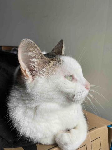 Jess Wang - 幣酷有限公司 - 我家的貓貓
