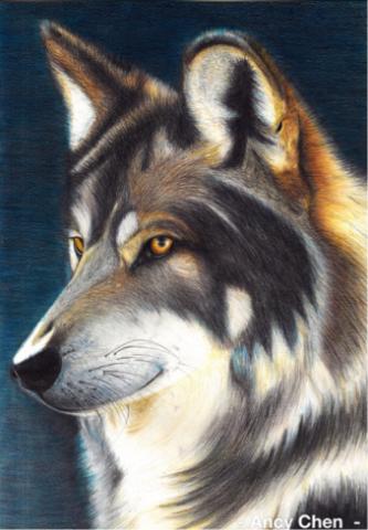 陳意婷 - 狼- 手繪 色鉛筆 8k