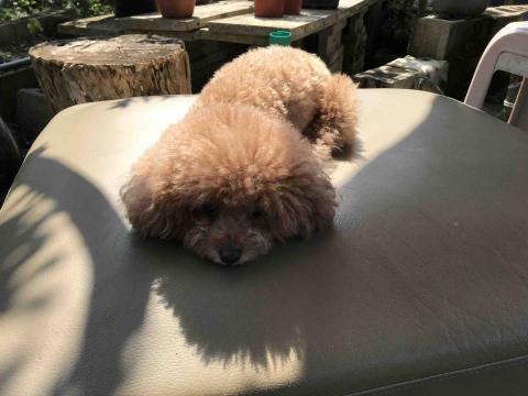 展藝繪圖設計工作室 - 