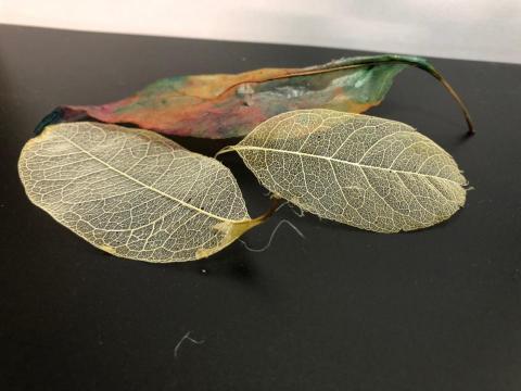 張瑀庭 - 畢業展 - 樣品試做