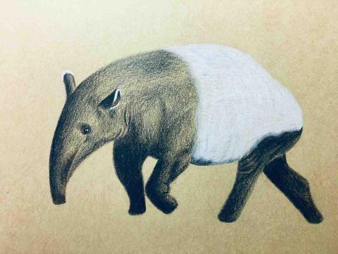 家菁 - 色鉛筆 馬來貘