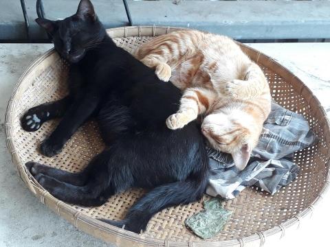 提供高中歷史服務的專家程鵬樺