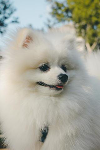 自由創作 - 寵物攝影-博美