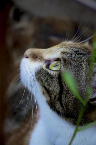 自由創作 - 寵物攝影-貓