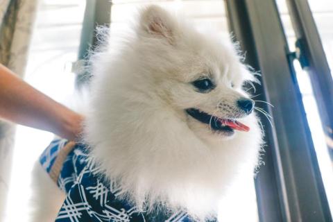 自由創作 - 寵物攝影-博美